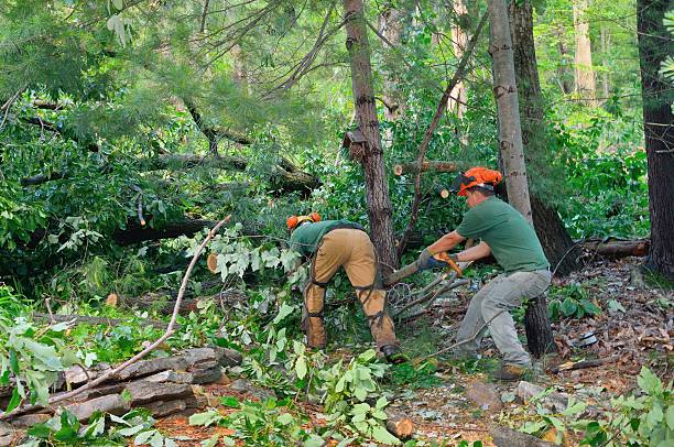 Best Tree Root Removal  in Robinson, TX